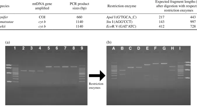 Fig. 3.   Results of restriction fragment length polymorphism (RFLP) experiments for the three Korean bittering fishes