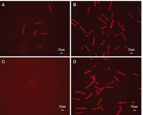 Fig. 1.   Fluorescence microscope images of S. costatum at 96 h exposed to (A) Initial, (B) Control, (C) 1.25 mg L -1  of BDE-47, and (D) 125 mg L -1  of BDE-209.