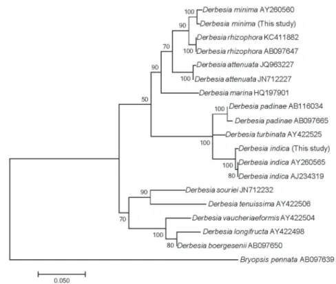 Table 4), the genetic distance for rbcL sequence between  Derbesia and Pedobesia is 13.9%