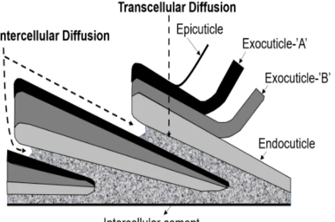 Figure  1.  Dye  penetration  pathway  in  hair dyeing 2) .