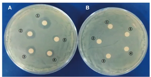 Fig. 5.   Anti-MRSA activity of the MR2 compound against MRSA KCCM 40511. MR2 compound was purified by a reverse-phase HPLC