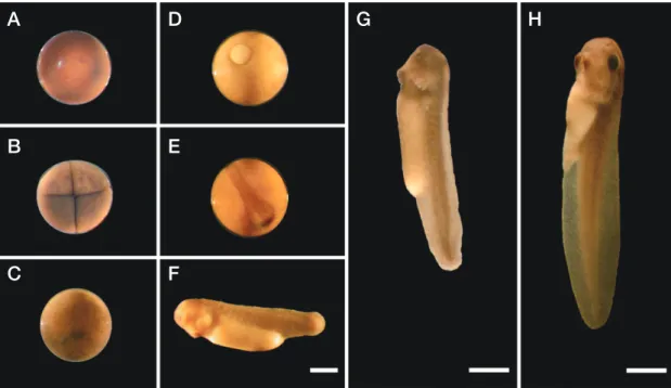Fig. 1.   Embryonic development of the Rana nigromaculata. A: fertilized, B: 4-cell, C: Blastula, D: Gastrula, E: Neural fold, F: Muscular re- re-sponse, G: Gill circulation, H: Tailfin circulation