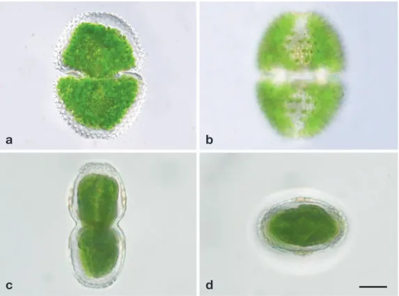Fig. 2. Microscopic photographs of Cosmarium baccatum Scott &amp; Grönblad.  Scale bar represents 20 μm.