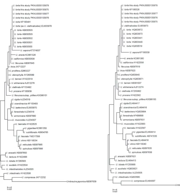 Fig. 3.   Phylogenetic tree of the selected taxa obtained from a max- max-imum-likelihood analysis based on rbcL sequences