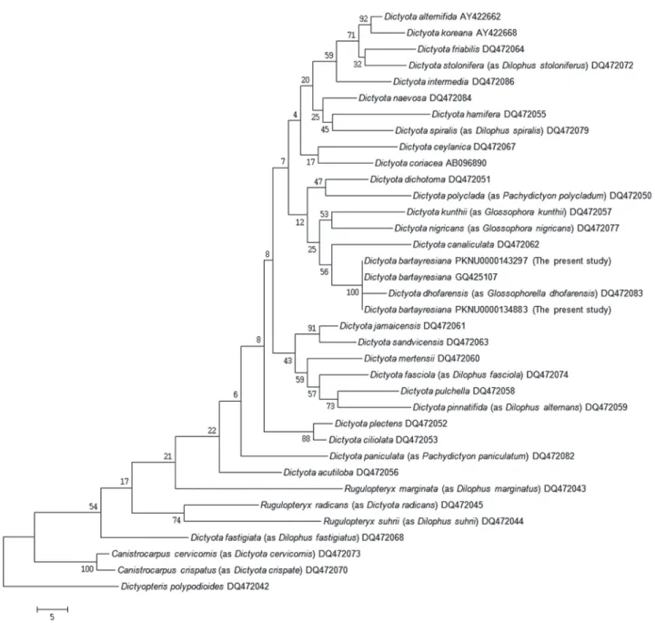 Fig. 3.    Phylogenetic  tree  of  Dictyota species obtained from MP analysis based on rbcL sequences