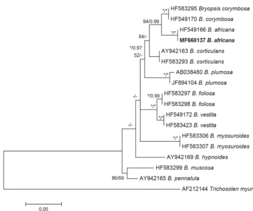 Fig. 2.   Phylogenetic tree of species of Bryopsis based on Maximum-likelihood (ML) analysis with rbcL sequences