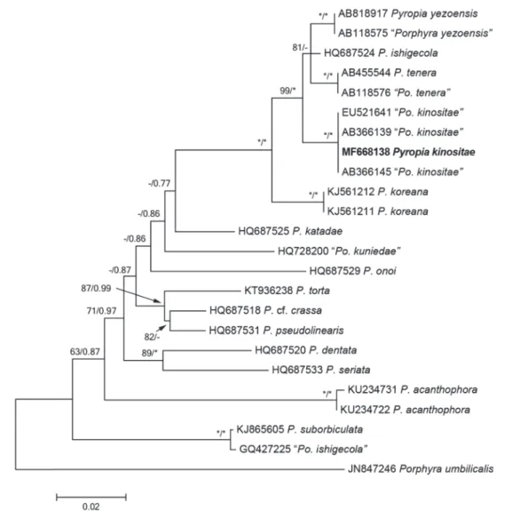Fig. 4.   Phylogenetic tree of species of Pyropia based on Maximum-likelihood (ML) analysis with rbcL sequences