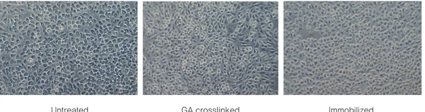 Figure 9. Antimicrobial effects of the lysozyme immobilized chitosan non-woven.
