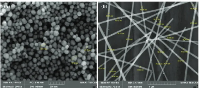 Fig. 1.   Scanning-electron micrograph images of polyvinylpyrrolidone (PVP) coated AgNPs and AgNWs a ; (A) AgNPs with an average diame- diame-ter of 56.6 nm, (B) AgNWs with an average diameter of 41.3 nm and length of 9.6 μm