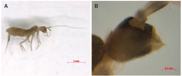 Fig. 1. Lethemurus coreanus: A. Whole body; B. Head part.