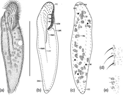 Fig. 1.    Eschaneustyla lugeri from life (a, d, e) and after protargol impregnation (b, c)