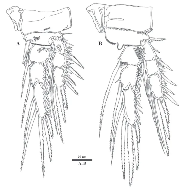 Fig. 3. Halectinosoma perforatum Itô, 1981, female. A, P1; B, P2. 