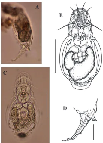 Fig. 6.    Bryceella stylata (Milne, 1886): A, lateral view; B, C, dor­