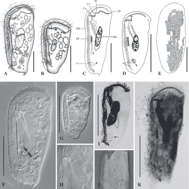 Fig. 1.    Dysteria brasiliensis (normal and small­sized type) from life (A, B, F­H), after protargol (C, D, I, K), and silver nitrate impregnation (E,  J)
