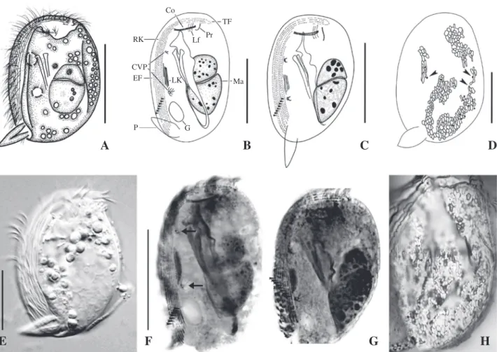 Fig. 2.    Dysteria lanceolata from life (A, E), after protargol (B, C, F, G), and silver nitrate impregnation (D, H)