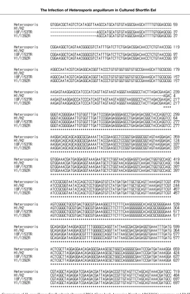 Fig. 5. Comparison of H. anguillarum Small subunit ribosomal RNA (Gene bank Accession Number AB623036) sequences and H1/H2 , 18F/