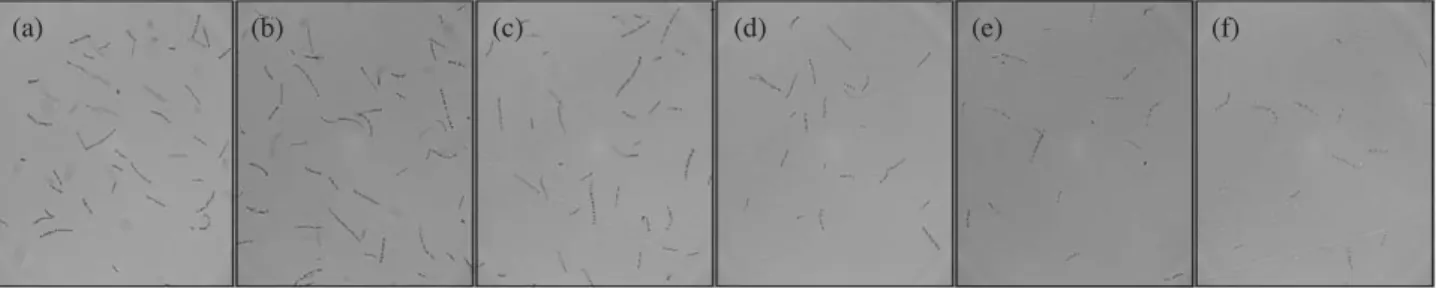 Fig. 1. Cell density of marine diatom, S. costatum in exposure to Cd for 96 h. a: control, b: 0.63 ppm, c: 1.25 ppm, d: 2.50 ppm, e: 5.00 ppm, f: 10.00 ppm