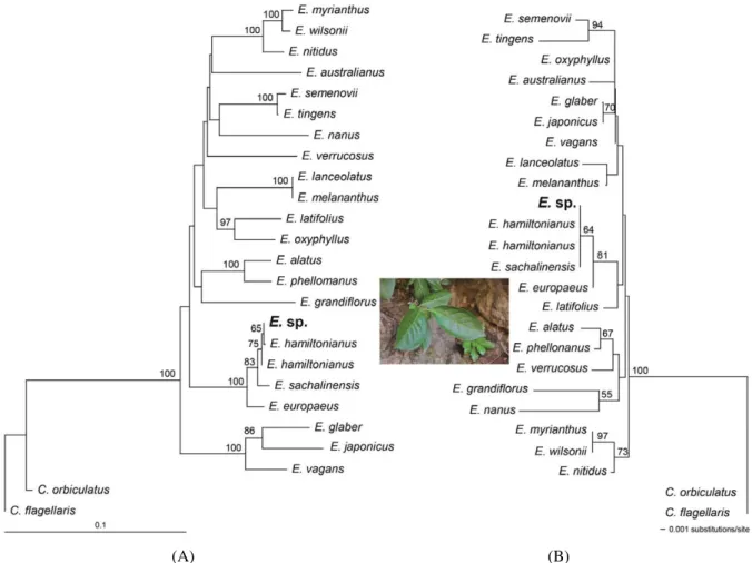 Fig. 1. Neighbor-joining (NJ) tree showing the relative distance among branches. Numbers on the branches are bootstrap support values