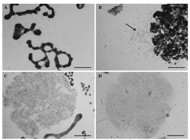 Fig. 5. Disassembled Microcystis sp. colony by ultrasonic wave (70 kHz) on the basis of time