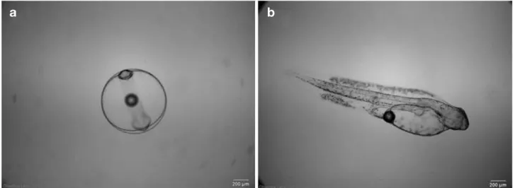 Fig. 1. Diagnostic features of normal vertebration (a) and hatched eggs (b) in the oliver flounder, Paralichthys olivaceus.