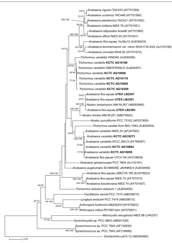 Fig. 2. Phylogenetic tree generated via the neighbor-joining method showing the phylogenetic relationships of the Anabaena and Trichormus strains based on the analysis of ca