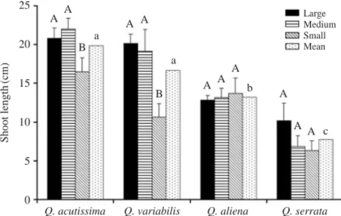Fig. 2. Germination rate with different seed size class (large, medium, small) in Q. acutissima, Q