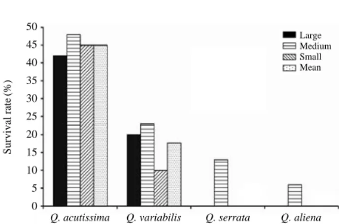 Fig. 4. Survival rate with different seed size class (large, medium, small) in Q. acutissima, Q