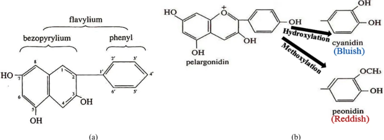 Figure 2. Basic structure of anthocyanin (a) and change of the phenyl group as hydroxylation and methoxylation (b).