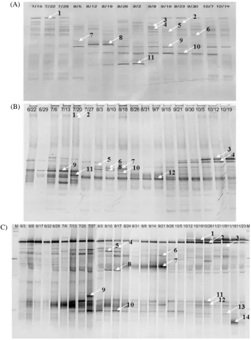 Fig. 5. DGGE profiles of microbial community for Daechung Reservoir during eutrophication seasons