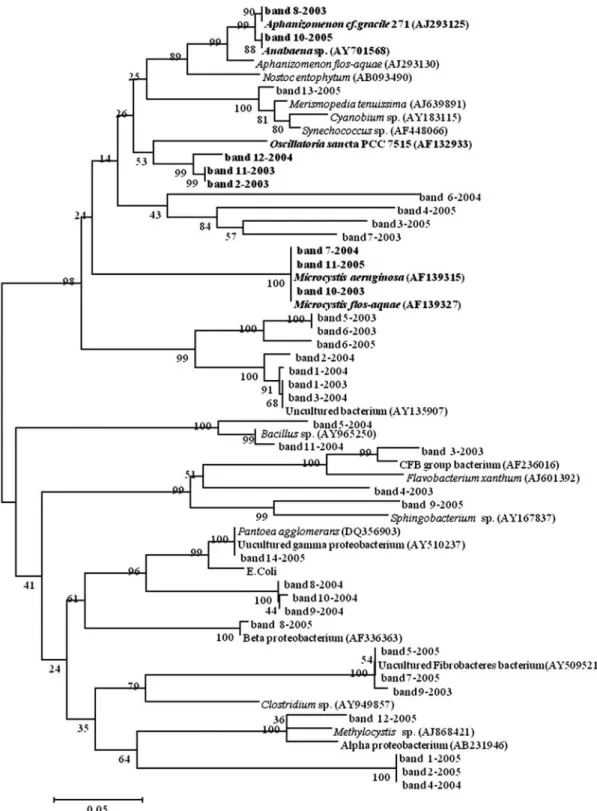 Fig. 6. Phylogenetic tree based on 16S rDNA-V3 sequences representing the respective DGGE bands in 2003~2005