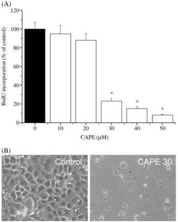 Fig. 2. Effect of CAPE on proliferation of OVCAR-3 cells. Cells were treated with various concentrations of CAPE were  treat-ed for 48 hrs