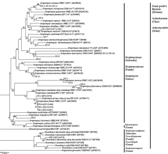 Fig. 3. Neighbor-joining tree of 16S rRNA sequence of marine actinomycetes isolated from group II (site C, D)