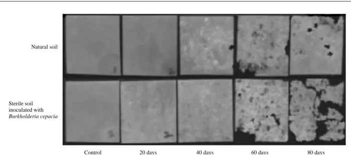 Fig. 5. SEM photographs of the surface morphology of PBSA as a function of soil burial time.