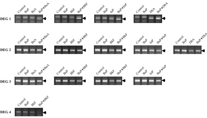 Fig. 1. Identified DEGs in the liver of Japanese medaka were selected by comparing density of bands produced by the control groups (see arrows)