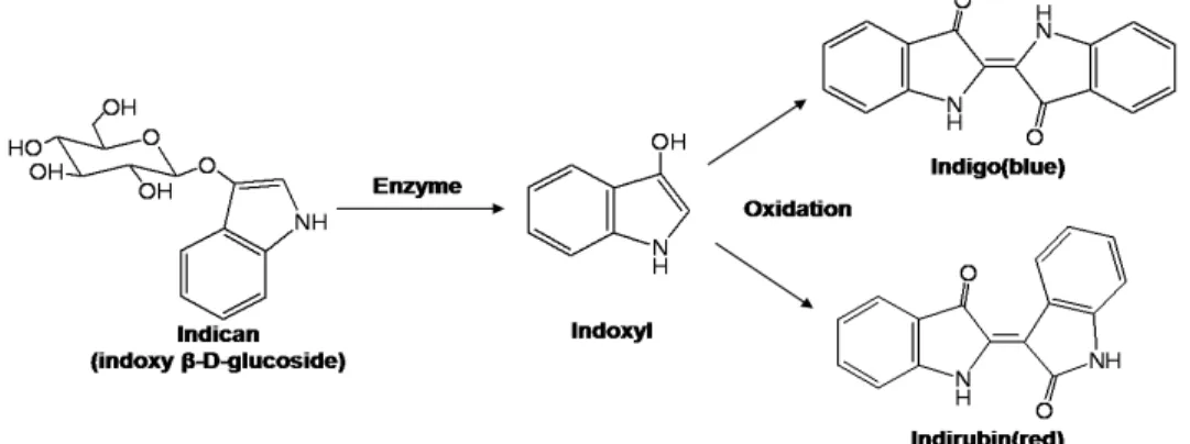 Figure 2. Effect of extraction time on the amount of crude dye depending on Ca(OH) 2 concentration.