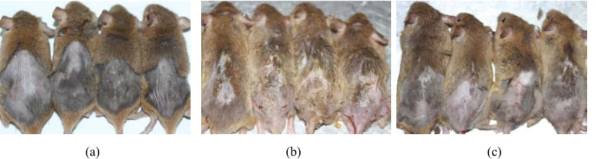 Figure 2. Clinical skin features of back skin in NC/Nga mice. (a) Control (b) DNCB treated (c) DNCB+Pine needles extract treated.