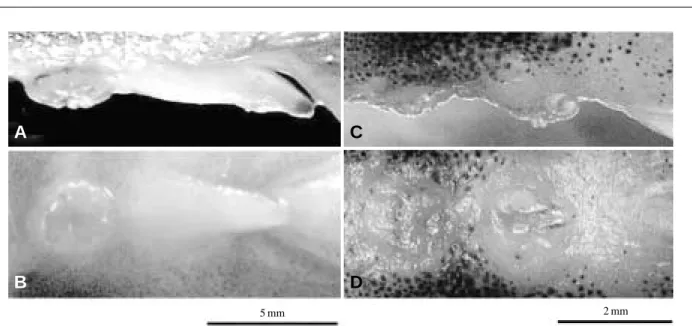 Fig. 3. Fertilized eggs attached on the surface of artificial spawning nest (A) and the aggressive behavior of fries (B) of  Pseudo-bagrus brevicorpus.
