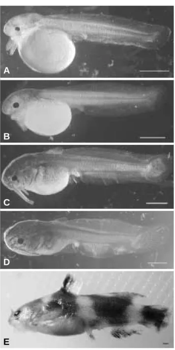 Fig. 5. Hatched larvae and fry of Pseudobagrus brevicorpus. A: 1 day after hatching, B: 2 days after hatching, C: 4 days after hatching, D: 8 days old fish, E: 30 days old fish