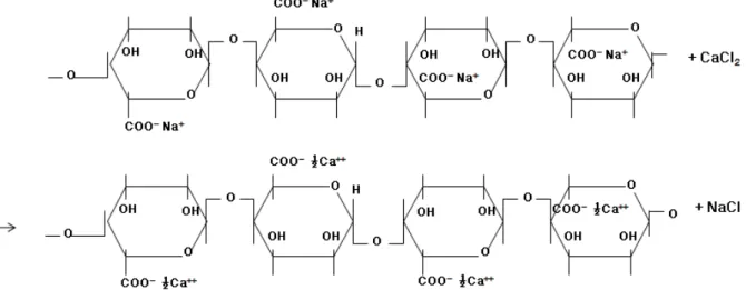 Fig.  1.  Gellation  of  sodium  alginate  by  calcium  ion. 주로 겔 형성 경화제로 사용 되고 있다 10) 