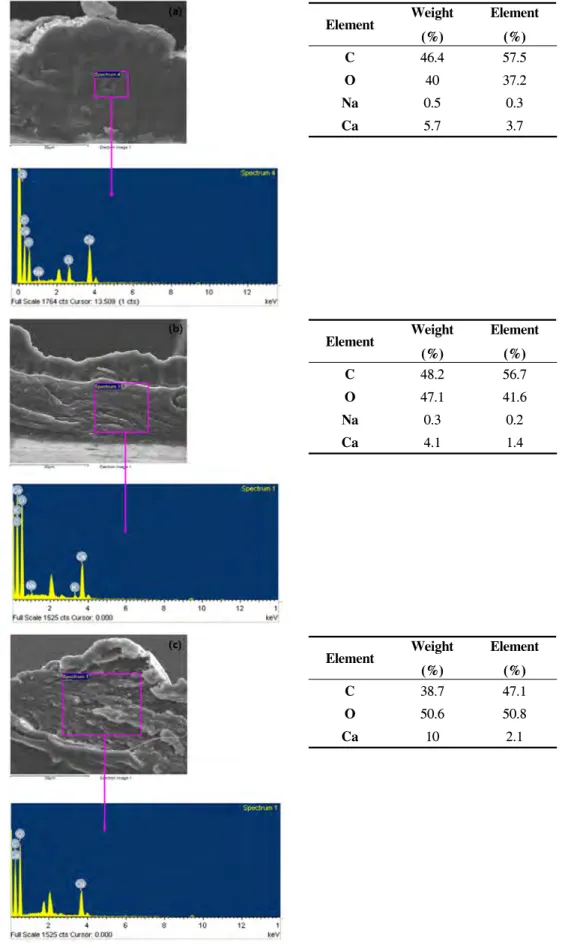 Fig.  8.  SEM  images  and  EDS  spectra  of  calcium  alginate  fibers  prepared  from  5  wt%  sodium  alginate  solution  and  CaCl 2   coagulation  bath;  (a)  3  wt%,  (b)  5  wt%  and  (c)  7  wt%.
