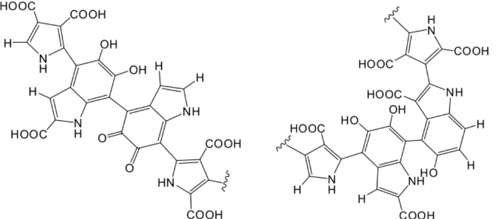 Fig.  1.  Molecular  structure  of  eumelanin 14) .