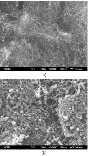 Fig.  2.  FE-SEM  images  of  MWNT  (a)  before  and  (b)  after  wrapping  by  SAN. 