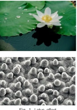 Fig.  1.  Lotus  effect.