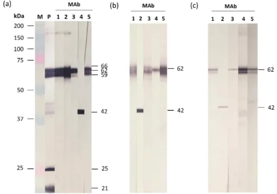 Fig.  2.  Western  blot  analysis  using  purified  VHSV  (a),  VHSV-infected  FHM  cells  (b),  and  tissue  homogenates  of  VHSV-infected  olive  flounder  (c)