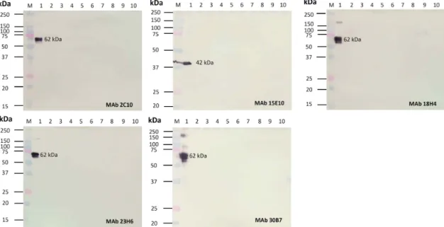 Fig.  4.  ELISA  using  seven  fish  viruses  (VHSV,  IHNV,  HIRRV,  SVCV,  IPNV,  MABV,  and  NNV)  and  five   mon-oclonal  antibodies  (2C10,  15E10,  18H4,  23H6,  30B7).
