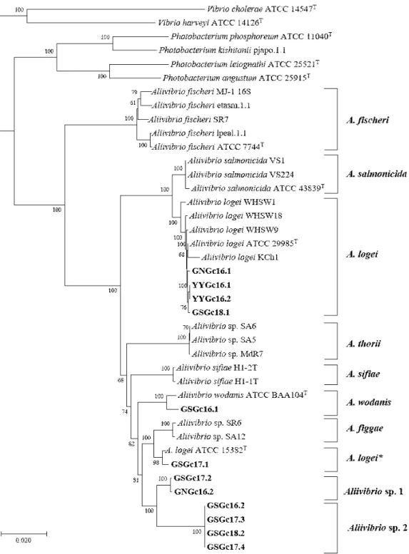 Fig.  1.  Phylogenetic  reconstructions  based  on  six  concatenated  genes  (gapA,  gyrB,  pyrH,  recA,  rpoA,  and  16S  rDNA)