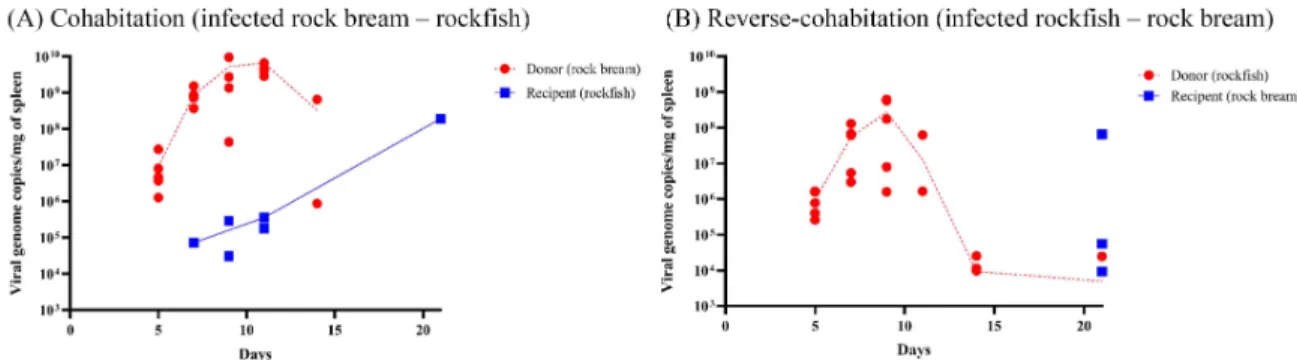 Table  1.  Identification  and  viral  loads  of  RSIV  in  rock  bream  and  rockfish  after  cohabitation  or  reverse-cohab- reverse-cohab-itation  challenge