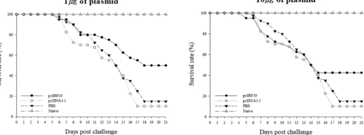 Fig.  2.  Survival  rates  of  zebrafish  (Danio  rerio)  after  intraperitoneal  injection  with  expression  vector  harboring  IRF10  of  zebrafish
