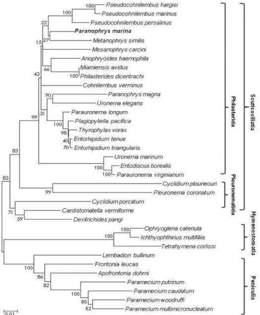 Fig.  2.  A  phylogenetic  tree  of  SSU  rDNA  sequences  of  P.  marina  and  scuticociliates  constructed  by  the  NJ  method