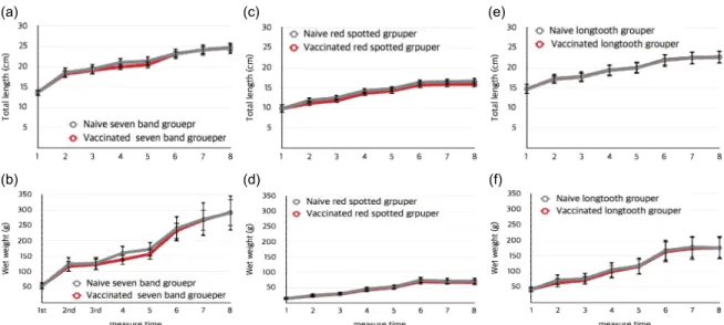 Fig.  2.  Comparison  of  growth  between  live-vaccinated  and  naive  fish.  (a)  Total  length  of  seven  band  grouper,  (c)  Total  length  of  red  spotted  grouper,  (e)  Total  length  of  longtooth  grouper,  (b)  Wet  weight  of  seven  band  gr